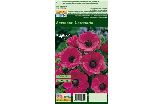 Kronen-Anemone 'Sylphide'