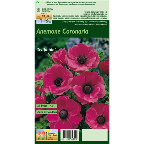 Kronen-Anemone 'Sylphide'