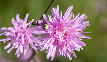 Zum Vergrößern klicken Bildvorschau