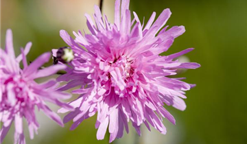 Zum Vergrößern klicken Bildvorschau