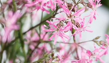 Zum Vergrößern klicken Bildvorschau