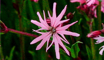 Zum Vergrößern klicken Bildvorschau