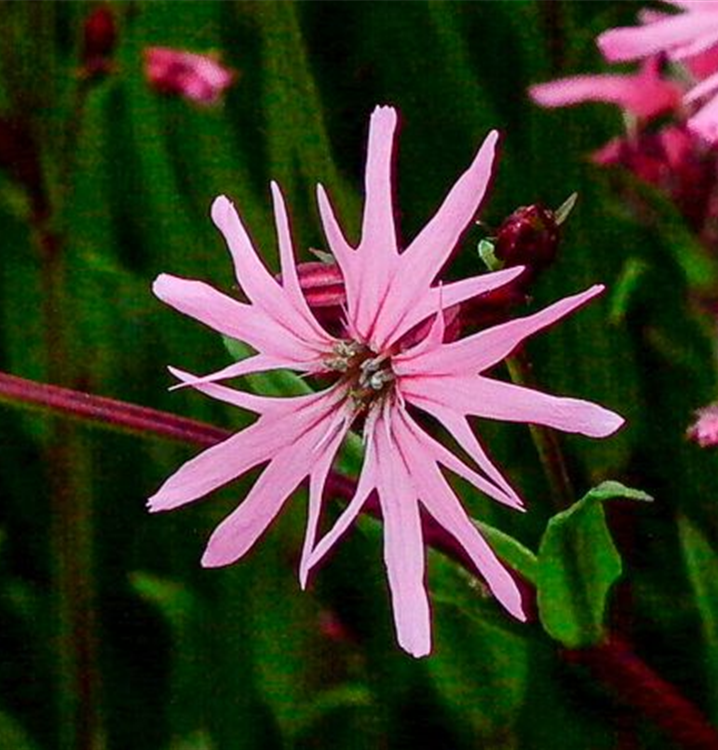 Lychnis flos-cuculi Lychnis flos-cuculi