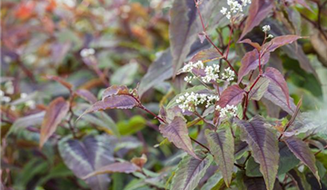 Zum Vergrößern klicken Bildvorschau