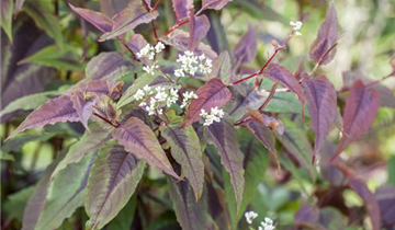 Zum Vergrößern klicken Bildvorschau