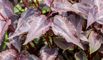 Zum Vergrößern klicken Bildvorschau