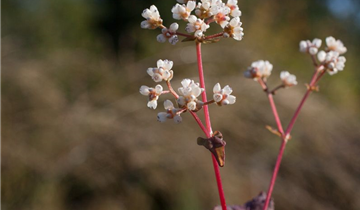 Zum Vergrößern klicken Bildvorschau