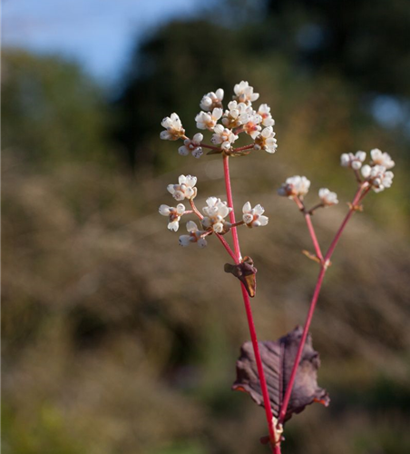 Kleinköpfiger Knöterich 'Red Dragon' Kleinköpfiger Knöterich 'Red Dragon'