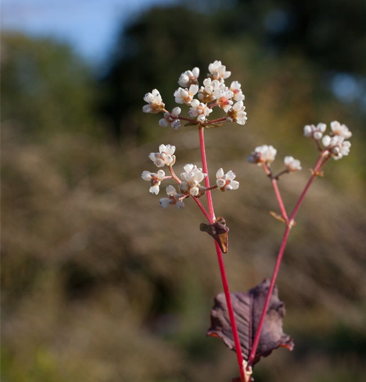 Aconogonon microcephala 'Red Dragon' Aconogonon microcephala 'Red Dragon'