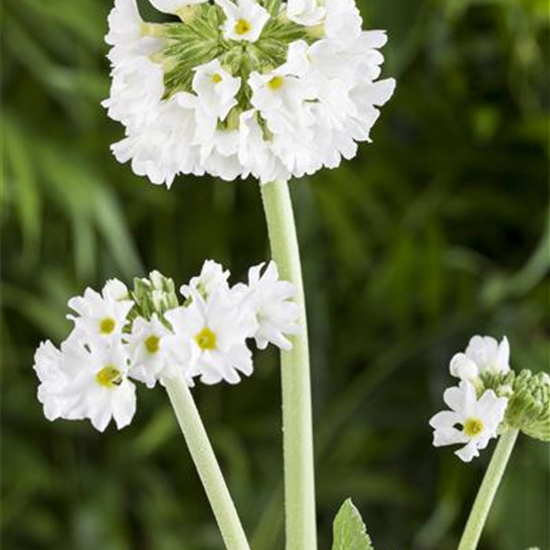 Kugelige Garten-Schlüsselblume 'Alba'