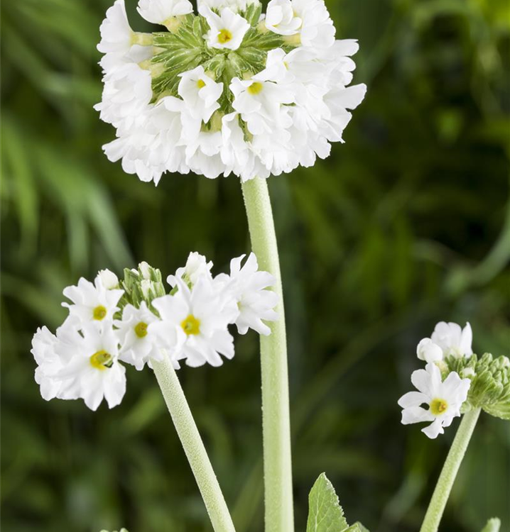 Primula denticulata 'Alba'