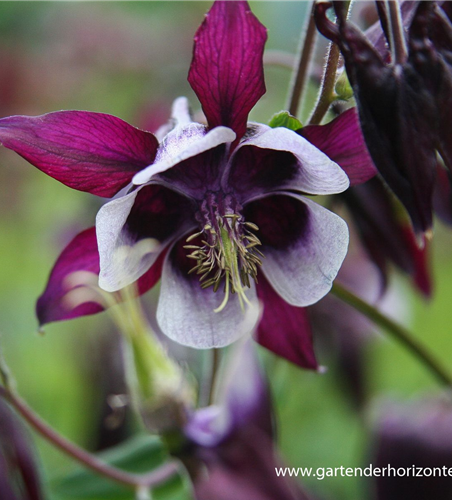 Kurzspornige Garten-Akelei 'William Guiness' Kurzspornige Garten-Akelei 'William Guiness'