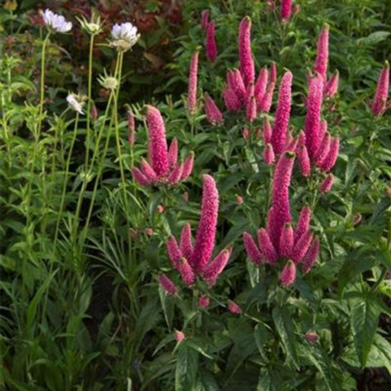 Langblättriger Garten-Ehrenpreis 'First Kiss'