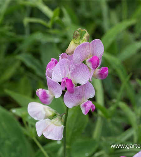 Lathyrus latifolius 'Rosa Perle'