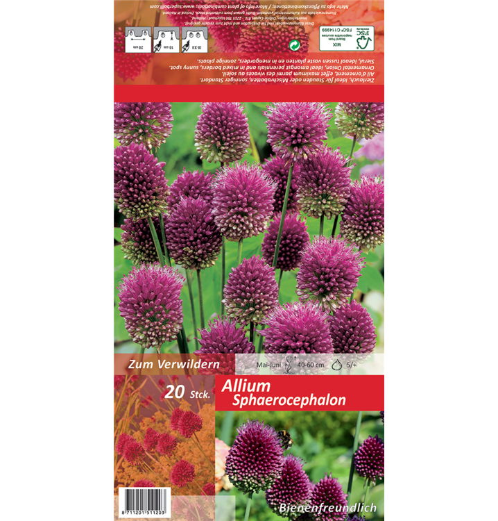 Allium sphaerocephalon