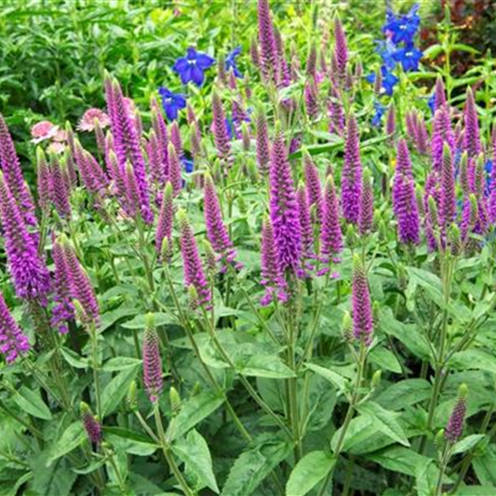 Langblättriger Garten-Ehrenpreis 'First Match'