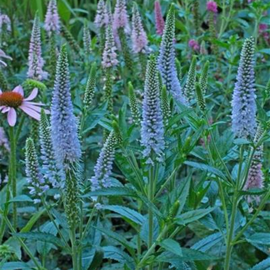 Langblättriger Garten-Ehrenpreis 'First Memory'