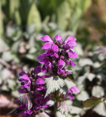 Lamium maculatum 'Red Nancy'