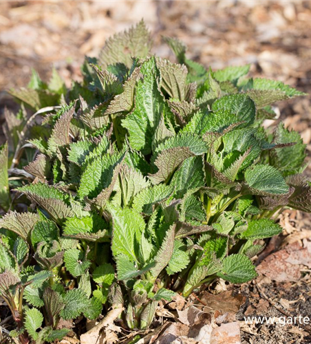 Lamium orvala