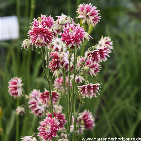 Langspornige Garten-Akelei 'Nora Barlow'