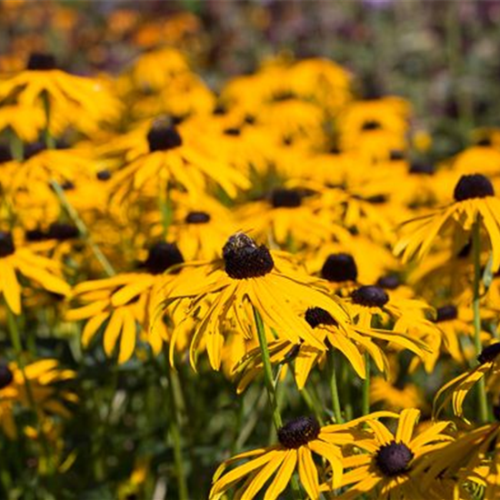 Leuchtender Garten-Sonnenhut 'Goldsturm'