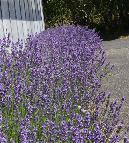 Lavandula angustifolia 'Dwarf Blue'