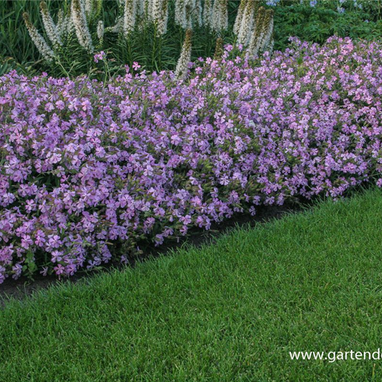 Lempergs Garten-Seifenkraut 'Max Frei'