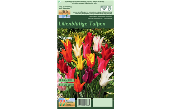 Lilienblütige Tulpe