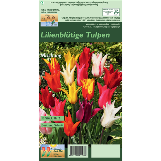 Lilienblütige Tulpe