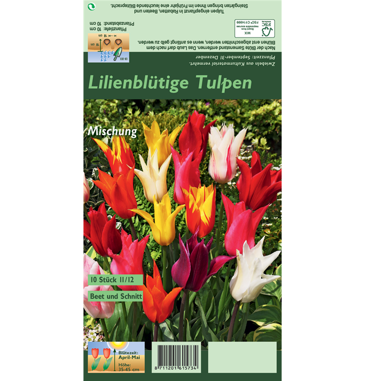 Tulipa lilienblütig