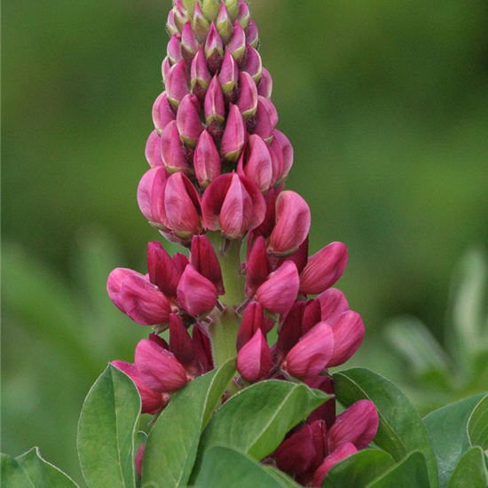 Lupine 'Camelot Red'®