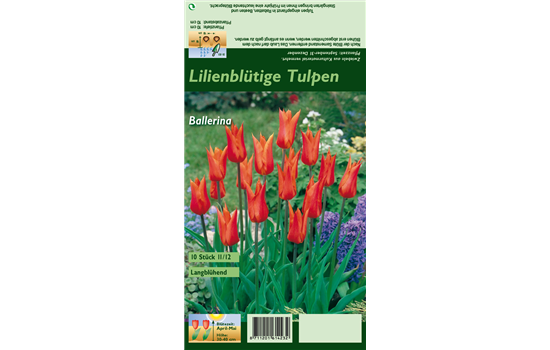 Lilienblütige Tulpe 'Ballerina'