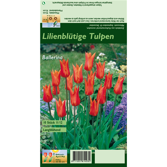 Lilienblütige Tulpe 'Ballerina'
