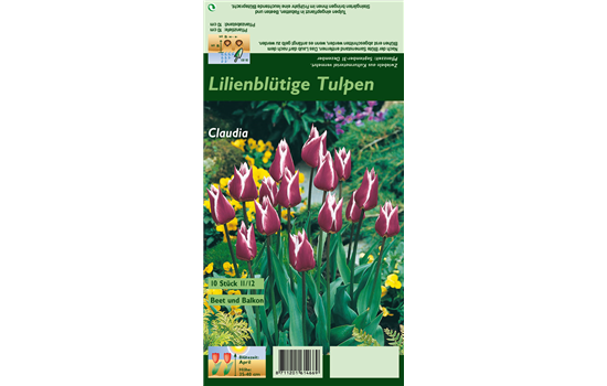 Lilienblütige Tulpe 'Claudia'