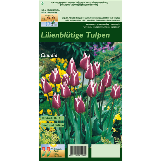 Lilienblütige Tulpe 'Claudia'
