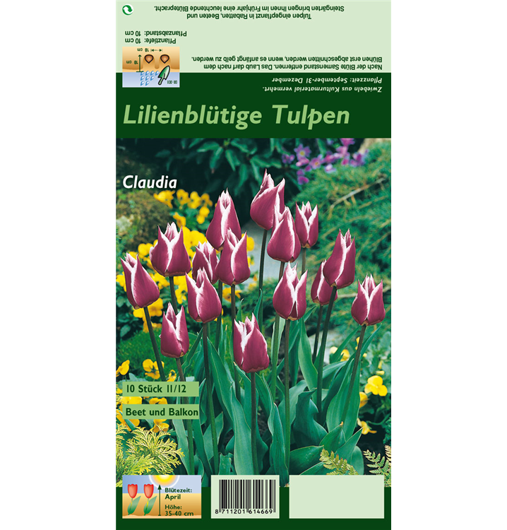 Tulipa 'Claudia'
