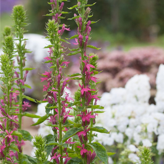 Lobelie 'Monet Moment'