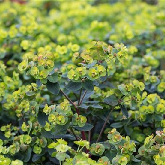 Mandelblättrige Garten-Wolfsmilch 'Purpurea'