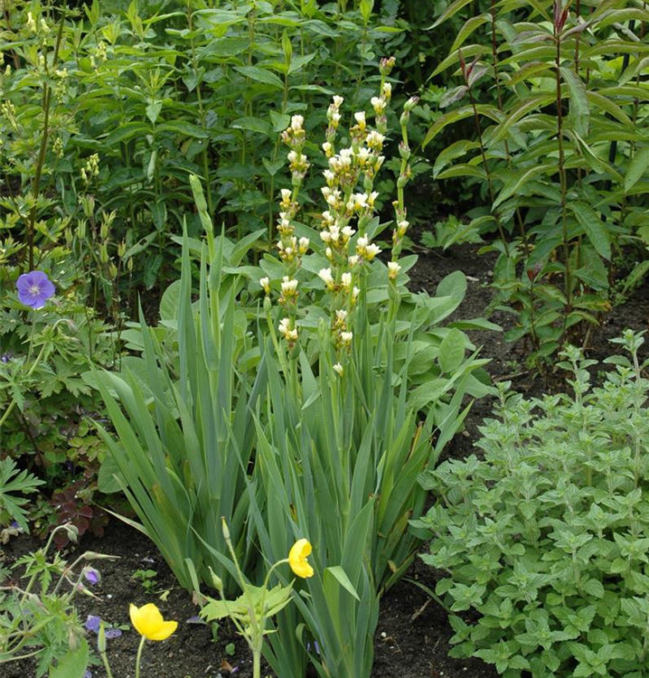 Asphodeline lutea