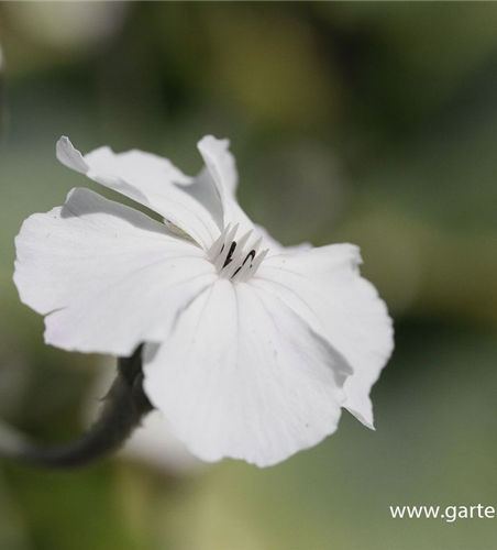 Lychnis coronaria 'Alba'