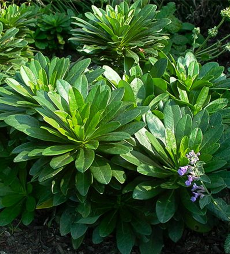 Mandelblättrige Wolfsmilch Mandelblättrige Wolfsmilch