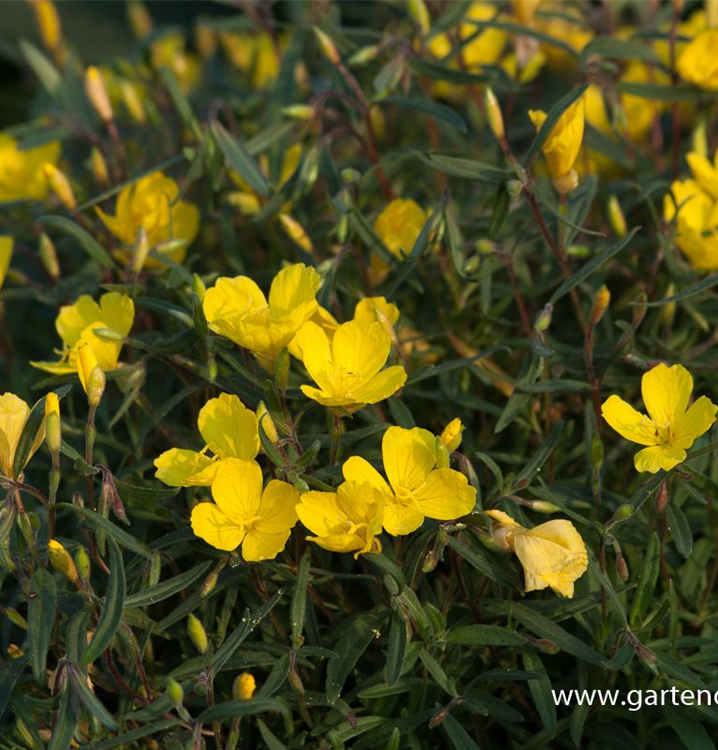 Oenothera x cult.'African Sun'