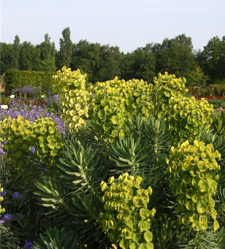 Mittelmeer-Wolfsmilch Mittelmeer-Wolfsmilch