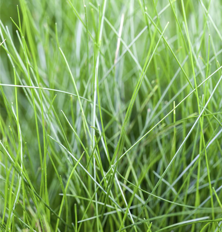 Eleocharis acicularis