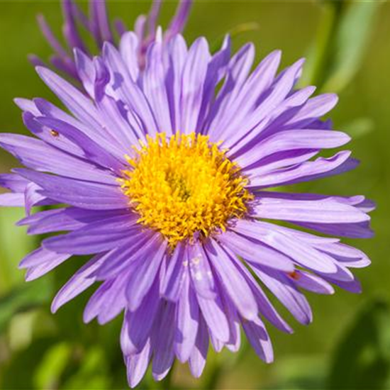 Niedrige Garten-Aster 'Dunkle Schöne'