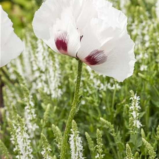 Orientalischer Garten-Mohn 'Checkers'