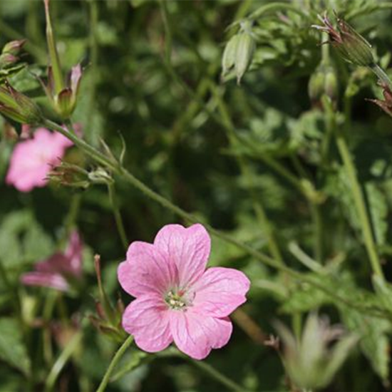 Oxford-Garten-Storchschnabel 'Wargrave Pink'