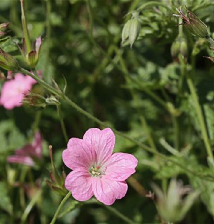 Geranium x oxonianum 'Wargrave Pink'