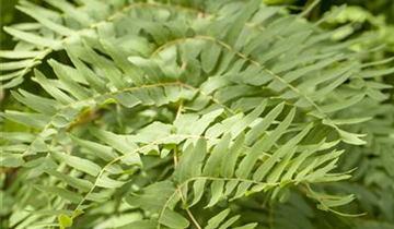 Zum Vergrößern klicken Bildvorschau