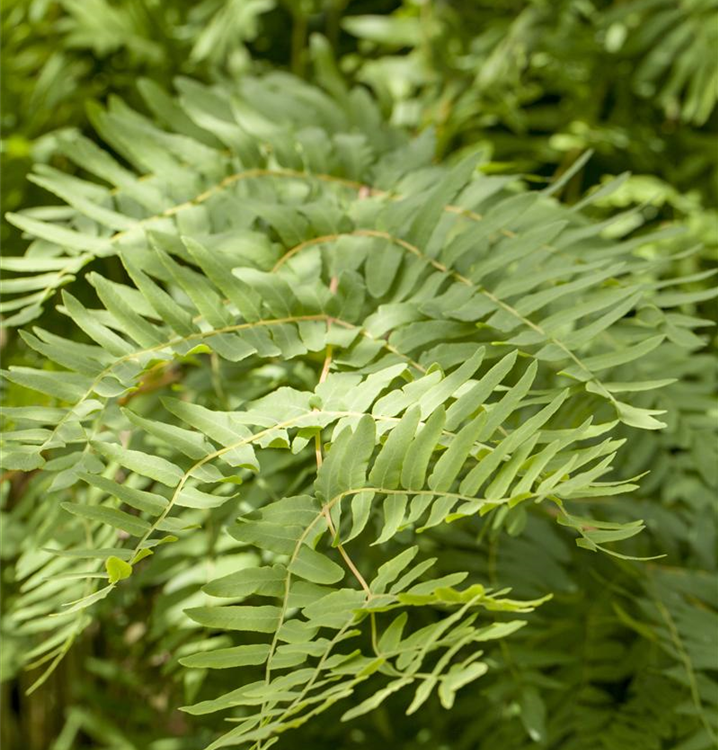 Königsfarn Königsfarn